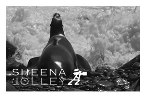 Galapagos Sea lion  black and white  photograph  wave  stones  IUCN Redlist Endangered. Wall of Water.jpg Wall of Water.jpg Wall of Water.jpg Wall of Water.jpg